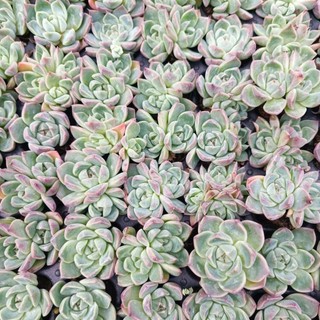 Sale+ Sen Đá Cánh Mập Viền.