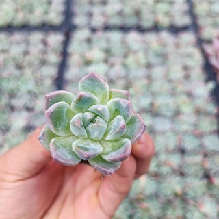 Sale+ Sen Đá Cánh Mập Viền.