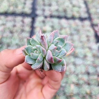 Sale+ Sen Đá Cánh Mập Viền.