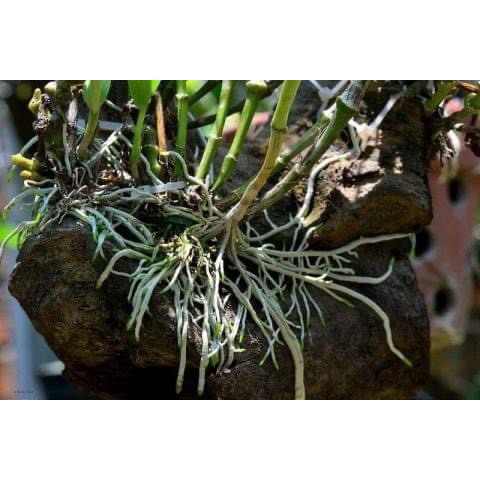 Phân Bón HUMIC ACID