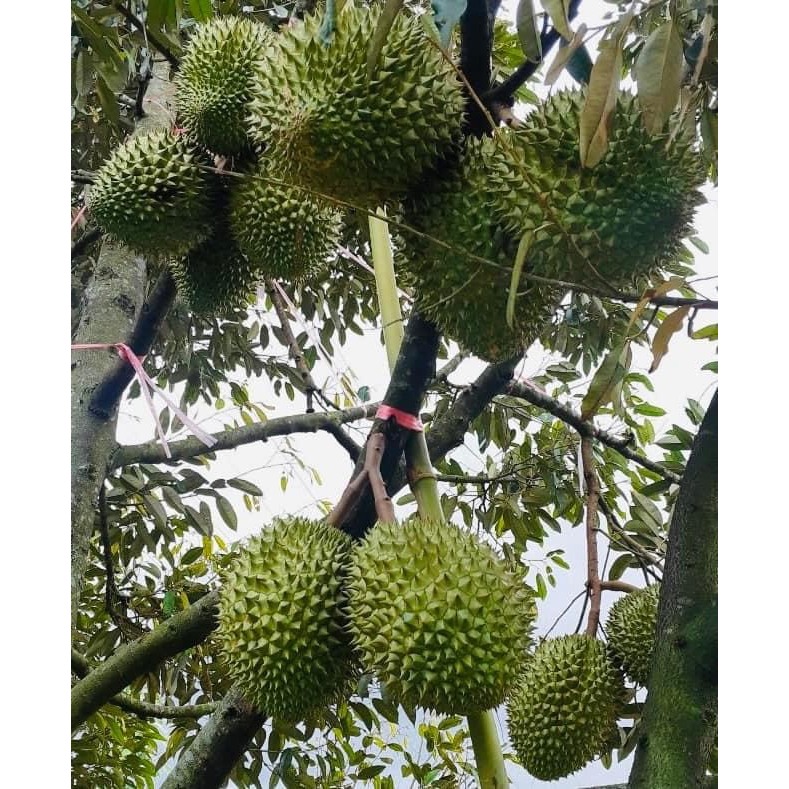 Phân Bón HUMIC ACID