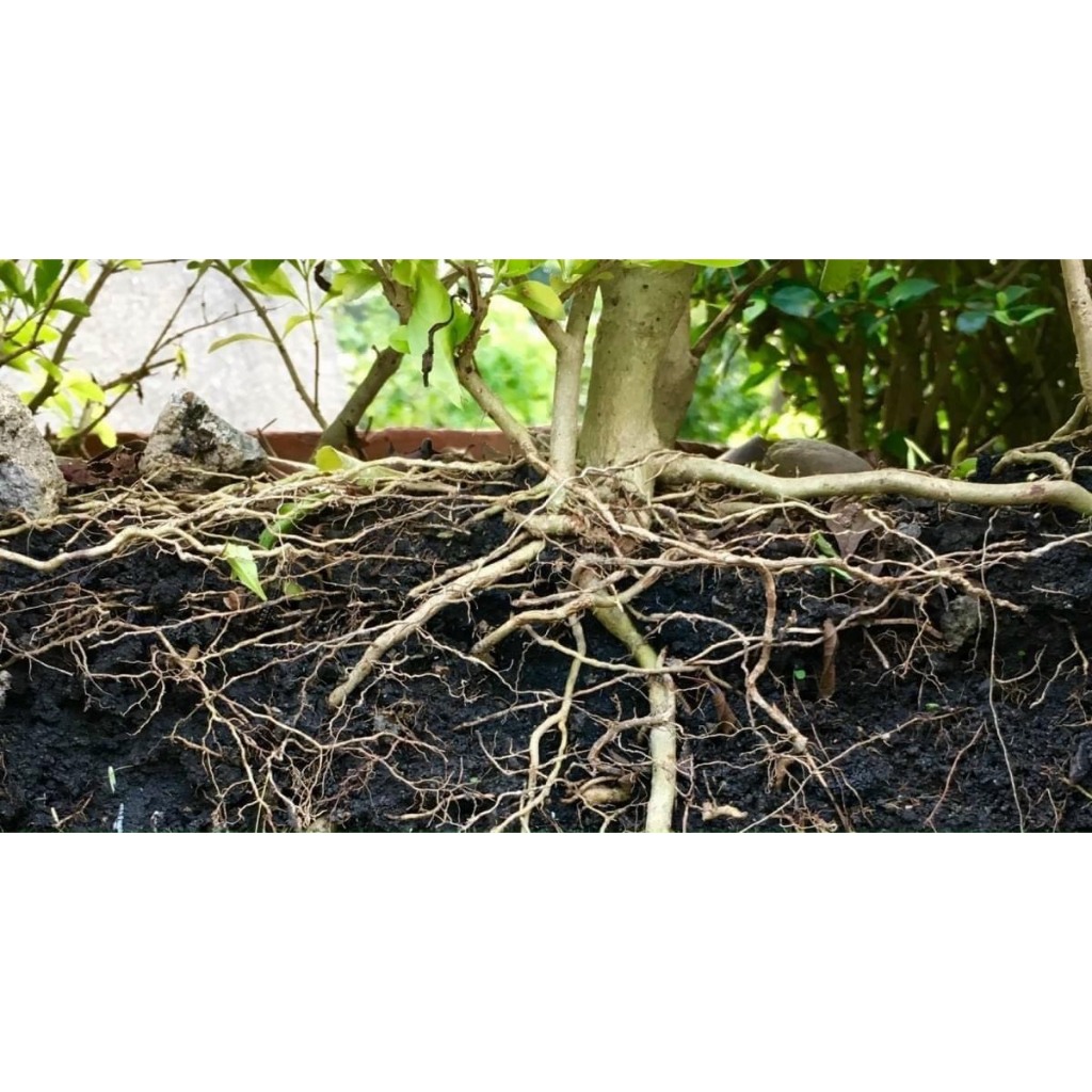 𝐏𝐇𝐀̂𝐍 𝐁𝐎́𝐍 𝐂𝐀𝐍𝐗𝐈 - 𝐊𝐀𝐋𝐈