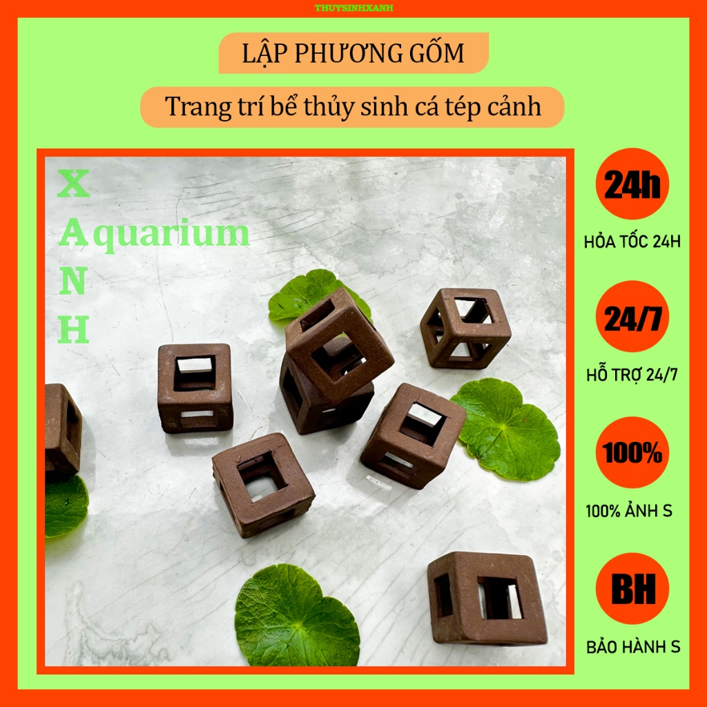Trang trí bể cá tép cảnh [hình lập phương]