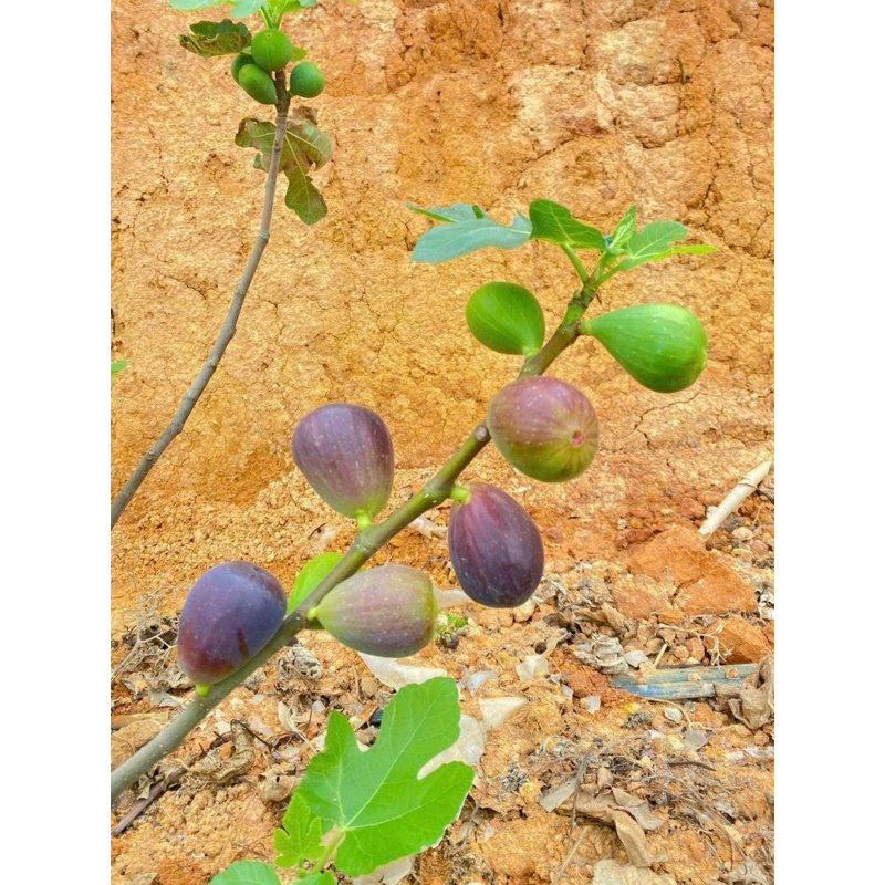 Quả Sung Mỹ Tươi