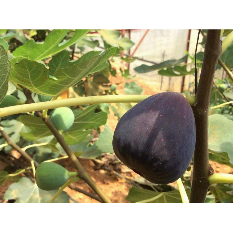 Quả Sung Mỹ Tươi