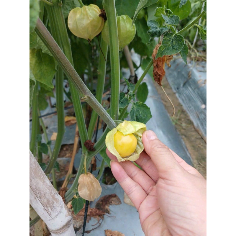 Tầm Bóp Tươi 1Kg