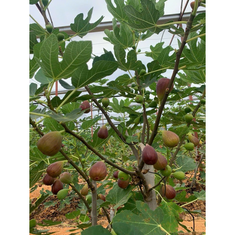 Quả Sung Mỹ Tươi