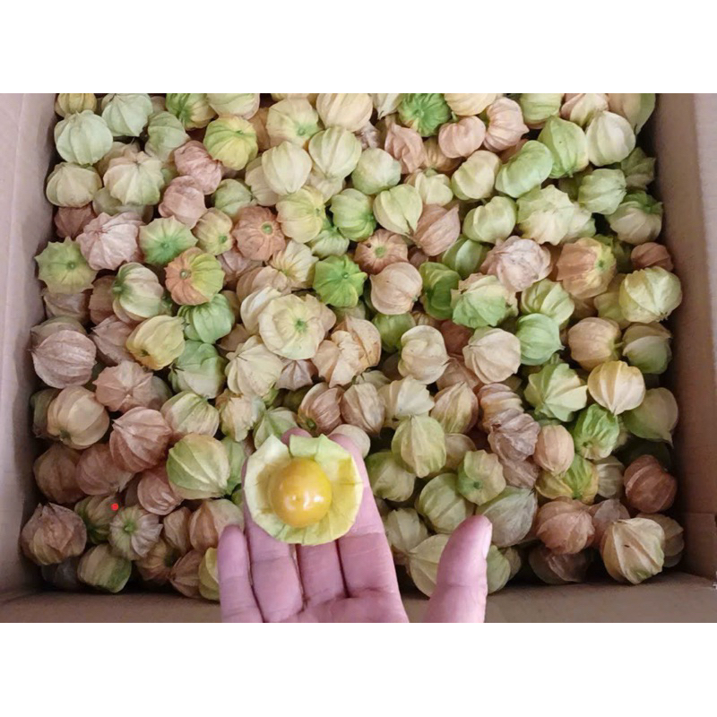 Tầm Bóp Tươi 1Kg