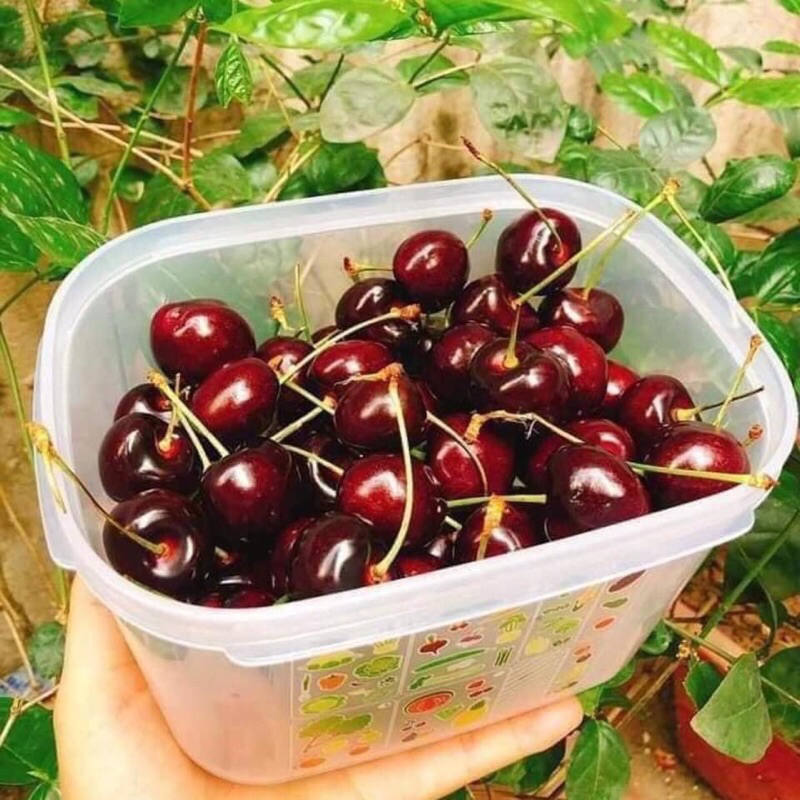 Bộ Trữ Mát Rau Củ Quả Vent Tupp