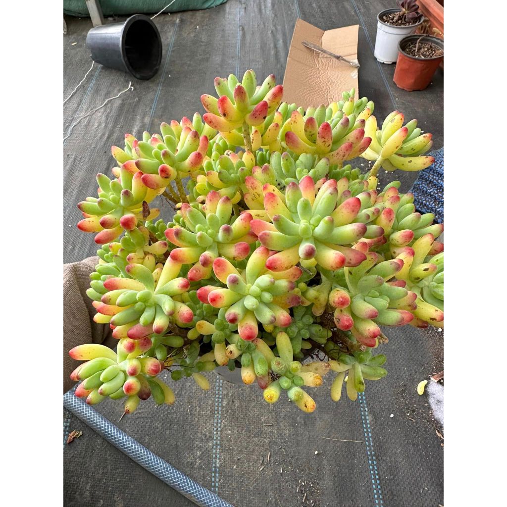 Sen đá thạch ngọc mỹ