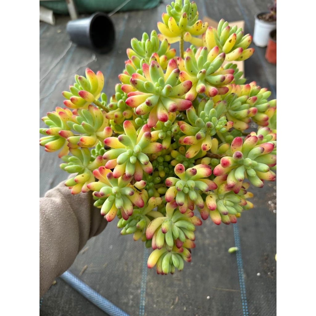 Sen đá thạch ngọc mỹ