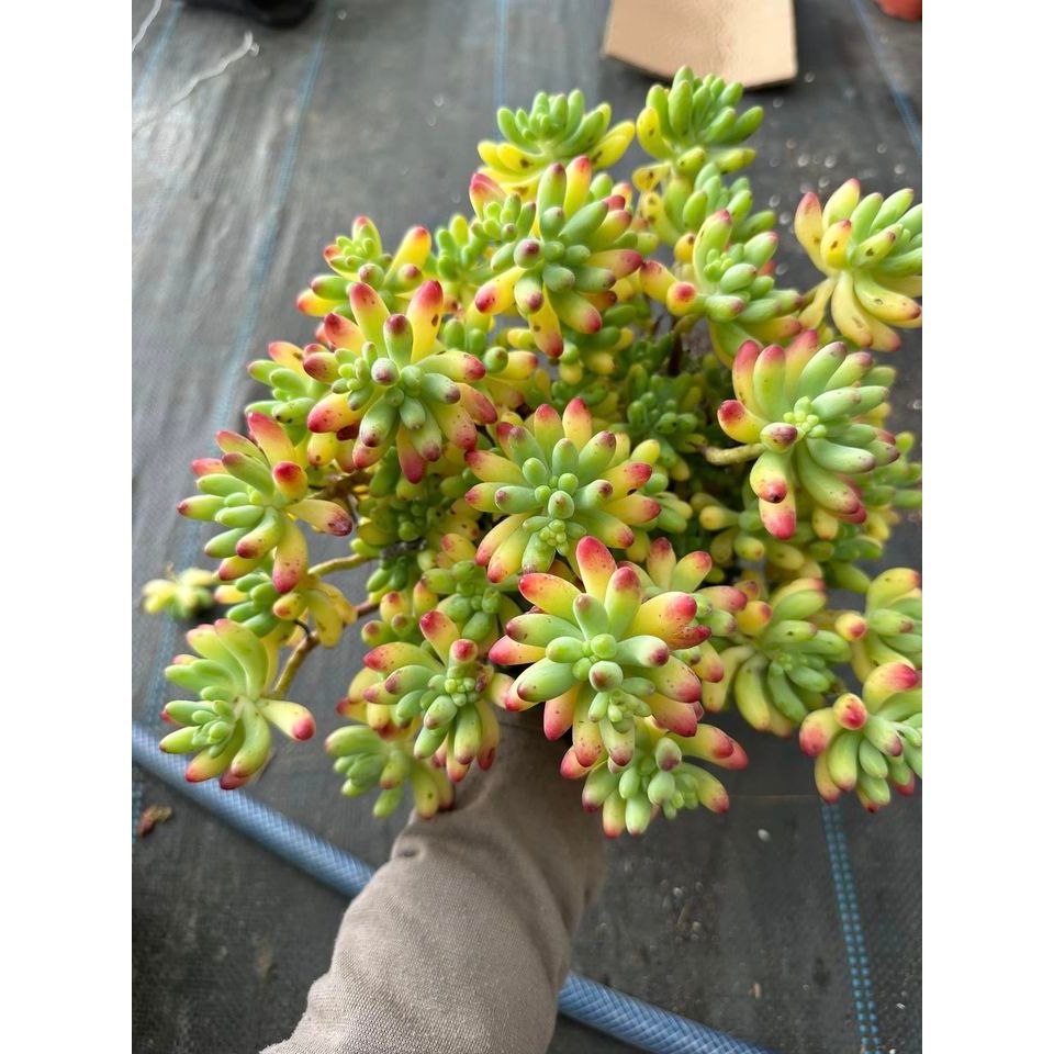 Sen đá thạch ngọc mỹ