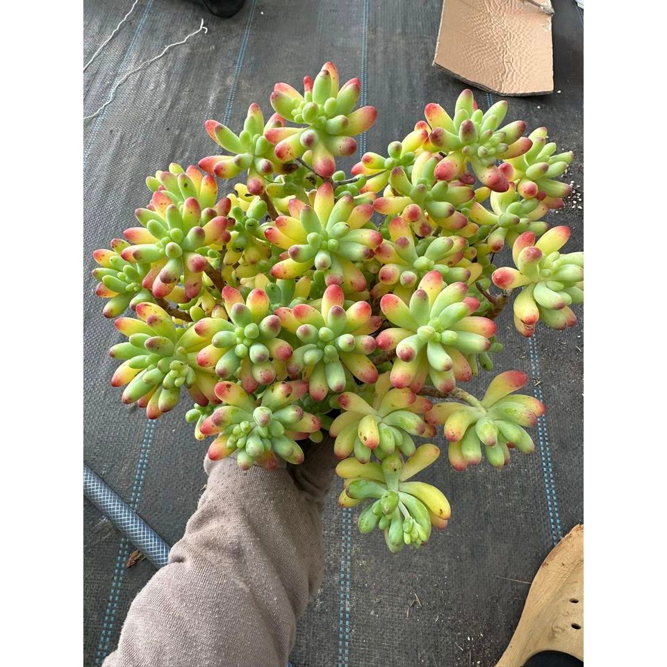 Sen đá thạch ngọc mỹ