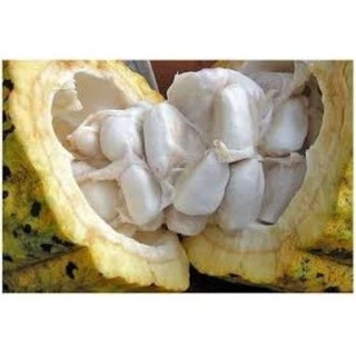 Trái ca cao 1 kg