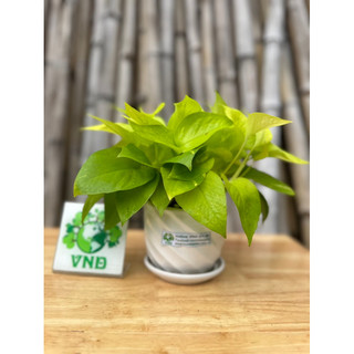 Chậu sứ cây trầu bà Thái vàng tặng kèm đá trang trí
