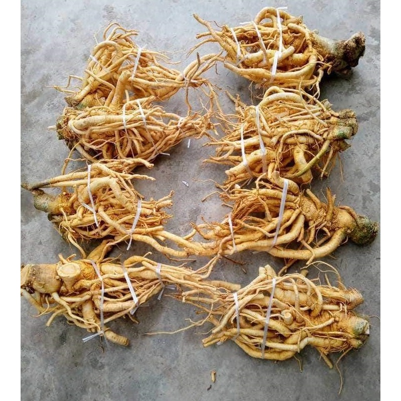 CỦ ĐINH LĂNG NẾP LÁ NHỎ, CÂY TRÊN 7 NĂM TUỔI, NƠI TRỒNG: TRỰC ĐẠI-TRỰC NINH-NAM ĐỊNH