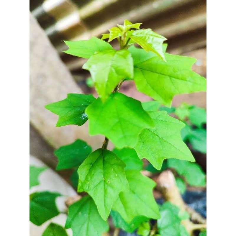 Cây găng tu hú, 5 cành hom để giâm trồng