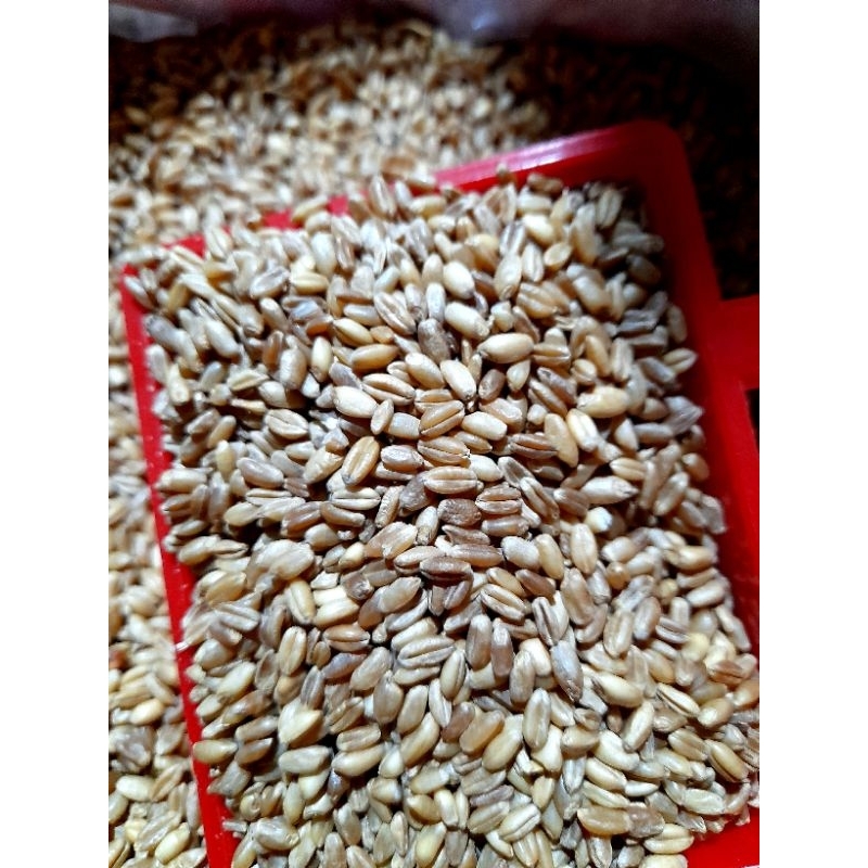 1Kg lúa mì đỏ cho gia cầm (chim, gà)