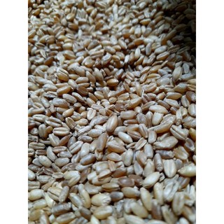 1Kg lúa mì đỏ cho gia cầm (chim, gà)