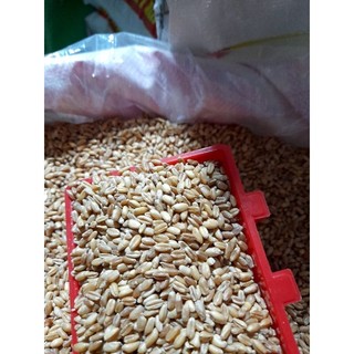 1Kg lúa mì đỏ cho gia cầm (chim, gà)