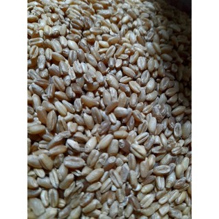 1Kg lúa mì đỏ cho gia cầm (chim, gà)