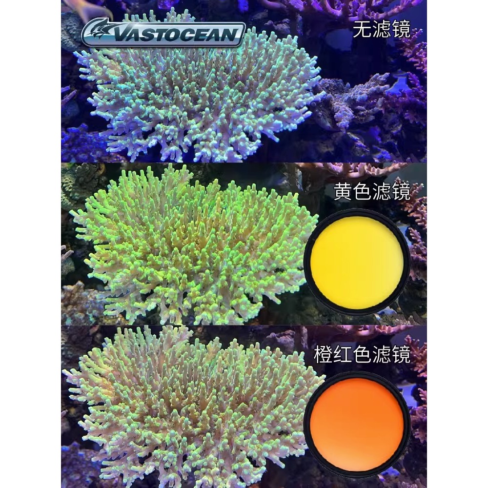 Lens chụp ảnh san hô | Vastocean