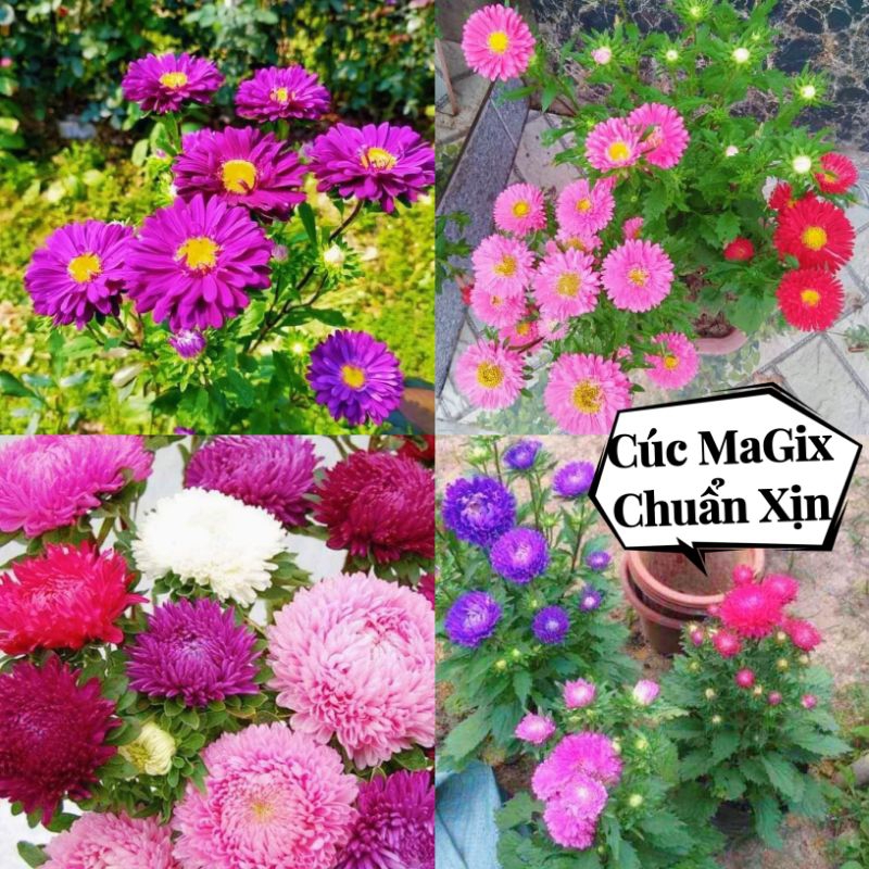 150 hạt giống hoa cúc magix 💖 NẢY MẦM CỰC ĐỈNH💖 hoa quanh năm, chất lượng cao.
