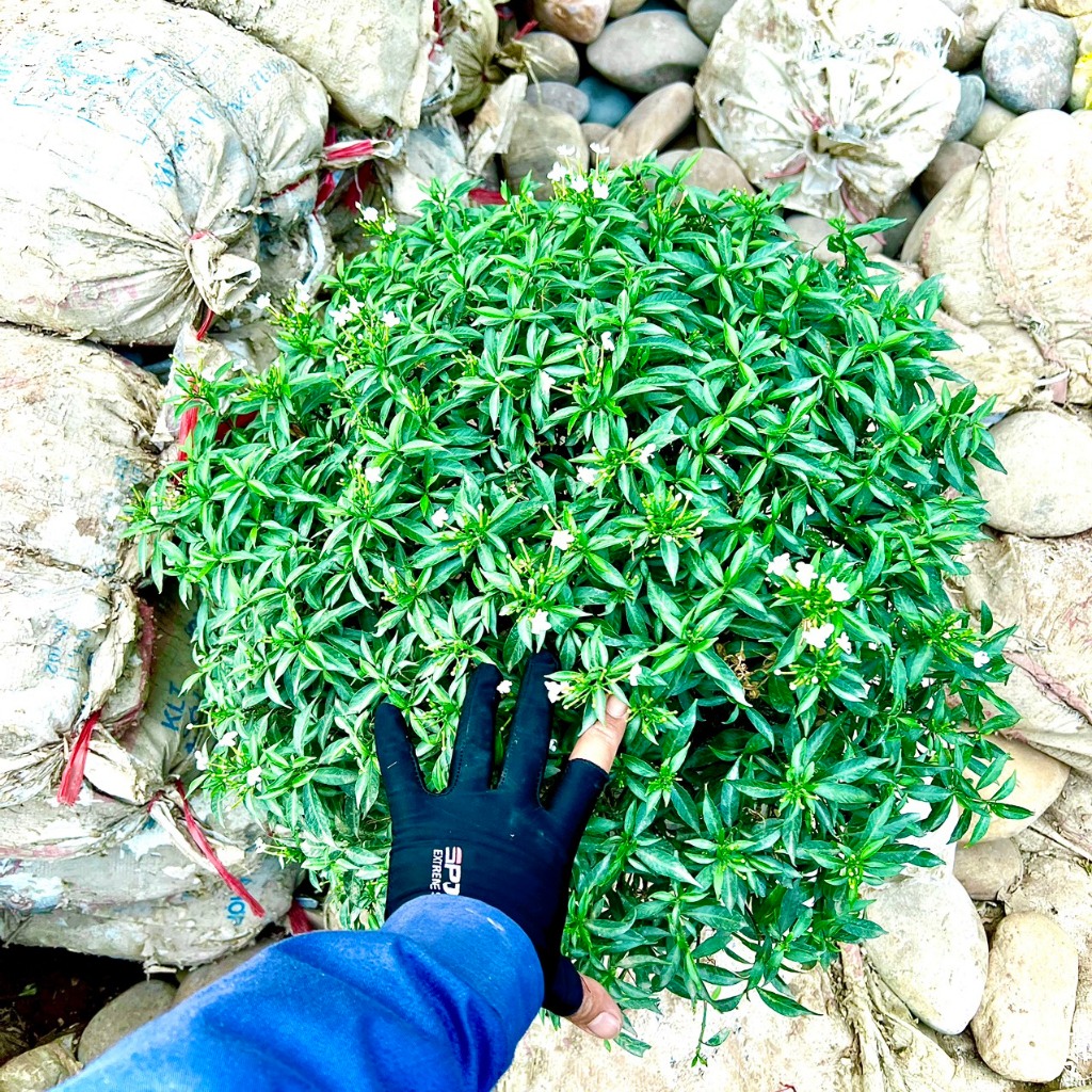 Cây mai vạn phúc size to đường kính 60-70cm trang trí khuôn viên sân vườn bể cá koi.