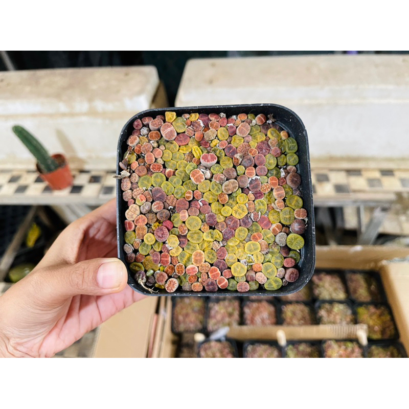 Mông,Lithops Xanh size 0.5 cm Mix Nâu, Hồng Siêu Nhỏ, Hơn 100 cây Siêu xinh Bao bù lỗi vận chuyển