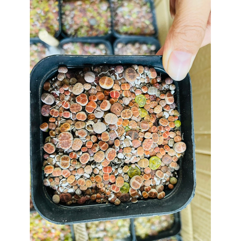 Mông,Lithops Xanh size 0.5 cm Mix Nâu, Hồng Siêu Nhỏ, Hơn 100 cây Siêu xinh Bao bù lỗi vận chuyển