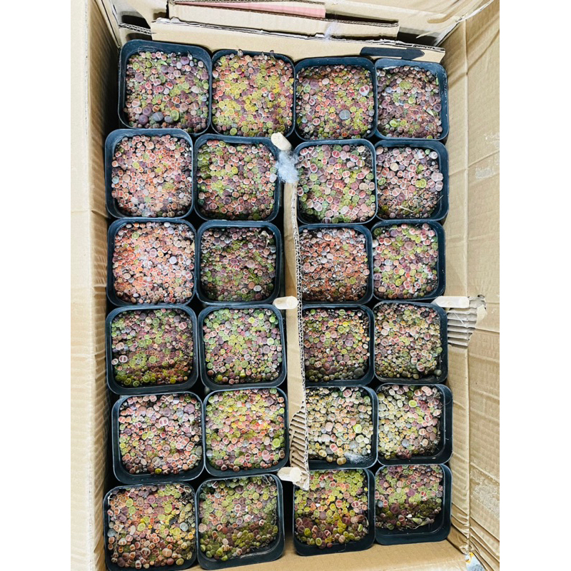 Mông,Lithops Xanh size 0.5 cm Mix Nâu, Hồng Siêu Nhỏ, Hơn 100 cây Siêu xinh Bao bù lỗi vận chuyển