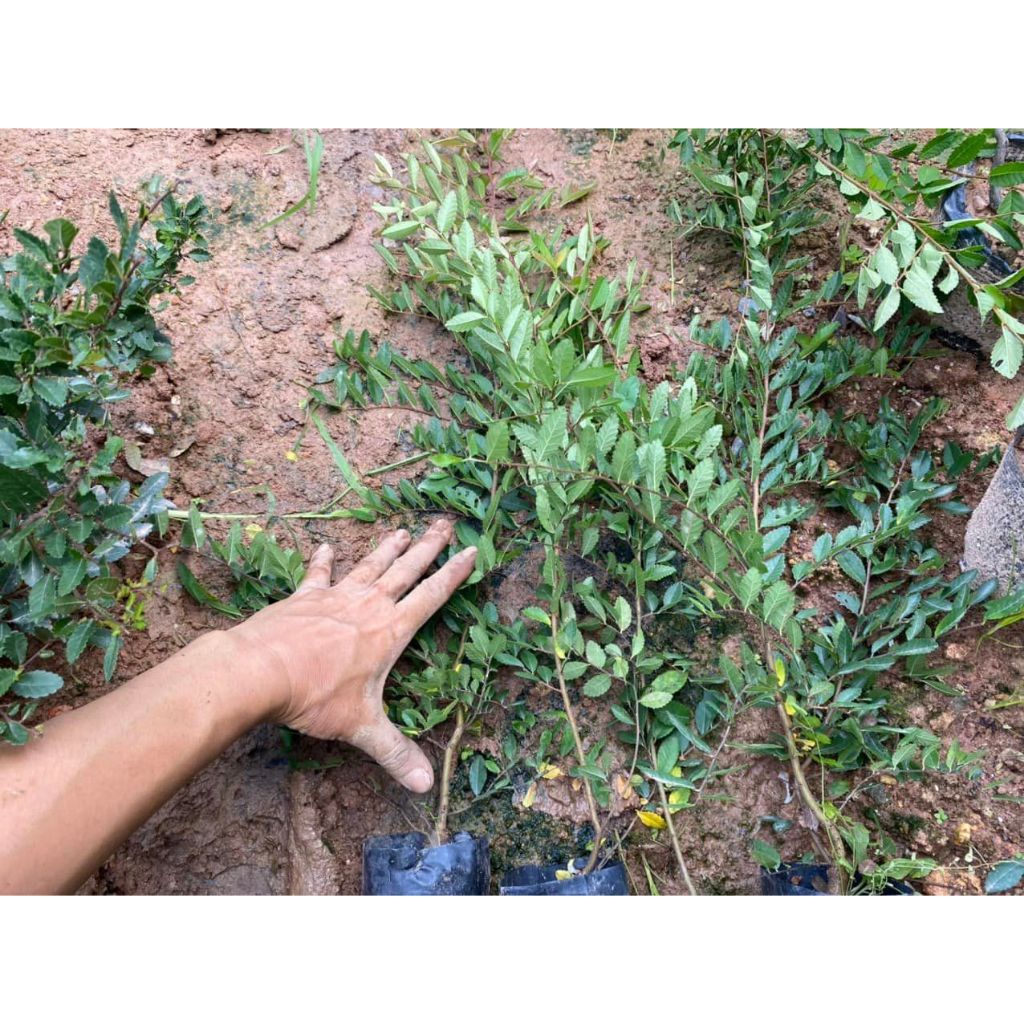 Cây giống Du tàu ký đá làm cây bonsai