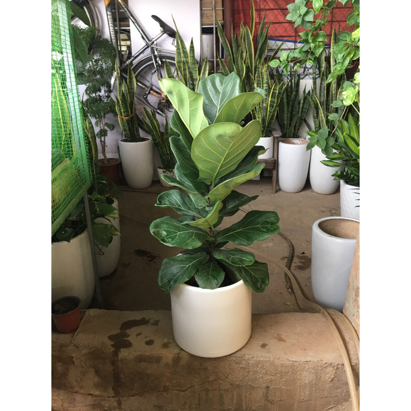 Cây bàng Sing sz 70-80cm
