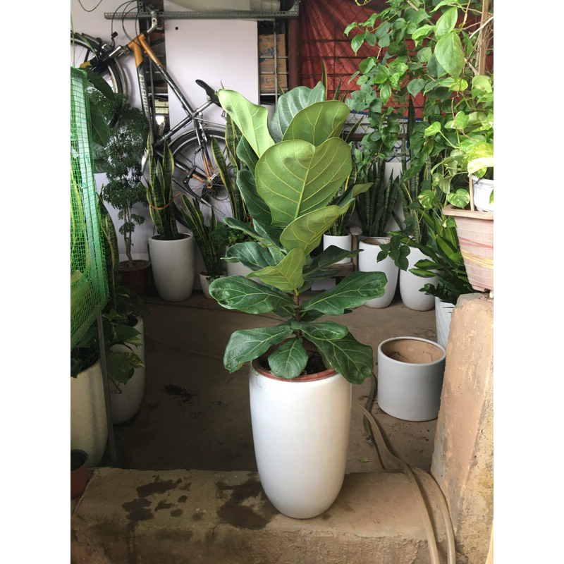 Cây bàng Sing sz 70-80cm