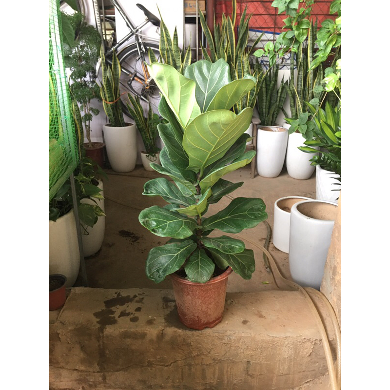 Cây bàng Sing sz 70-80cm