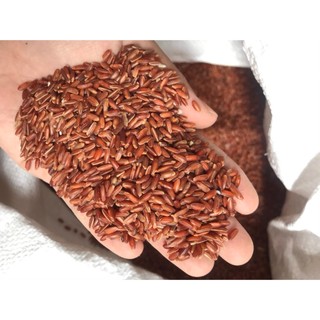 gạo lứt cho gà 1kg