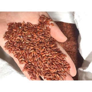gạo lứt cho gà 1kg