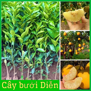 CÂY GIỐNG BƯỞI DIỄN GHÉP MẮT NHANH CHO QUẢ (tặng kèm túi phân bón)