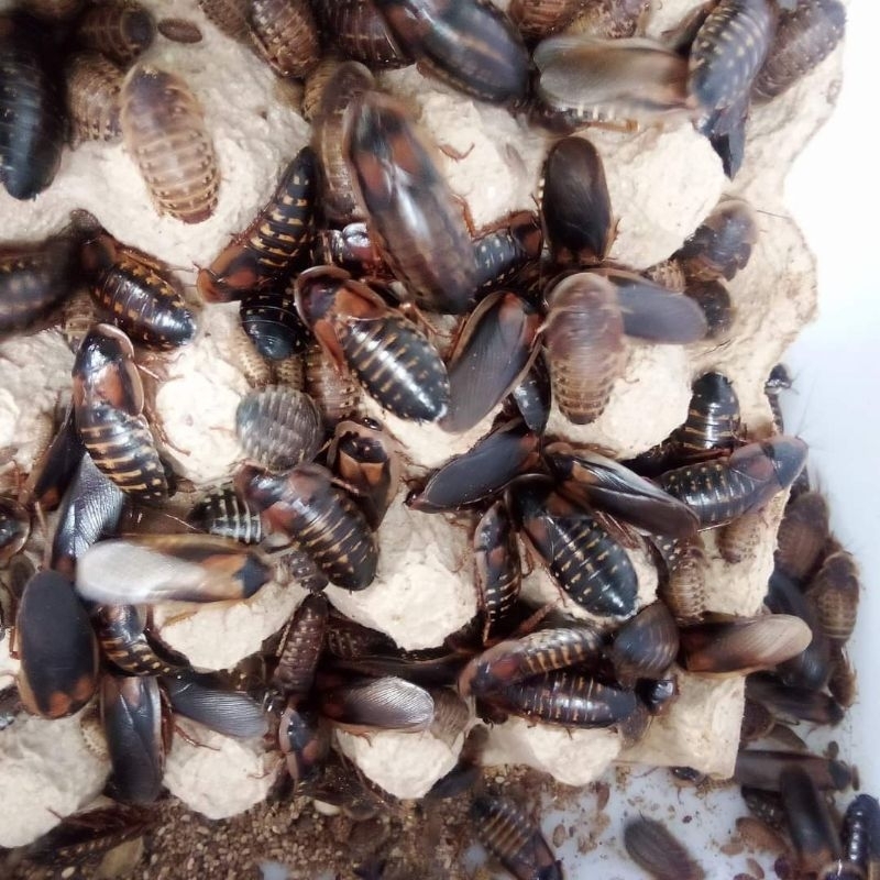 10 cặp gián dubia size sinh sản