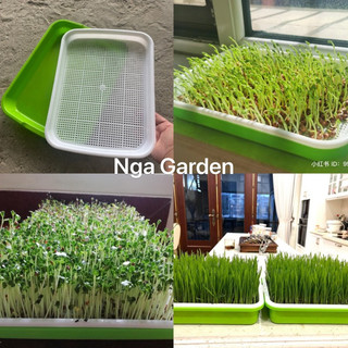 Khay trồng rau mầm thông minh không cần đất