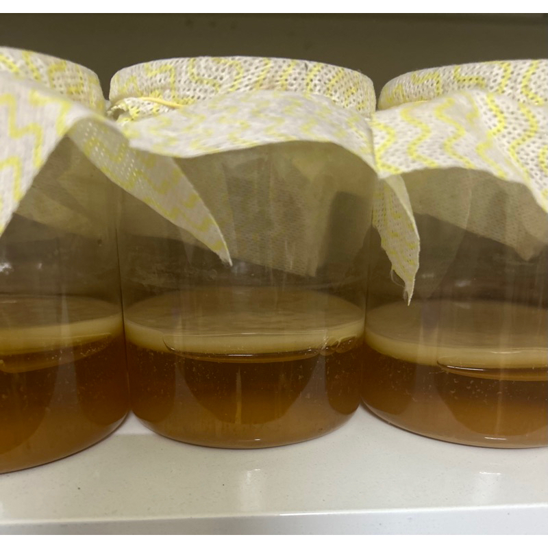 Combo Scoby mỏng kèm nước mồi đủ nuôi 1Lít Trà