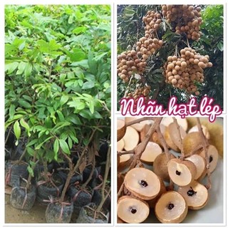 Cây giống nhãn hạt lép siêu ngọt cho quả sớm