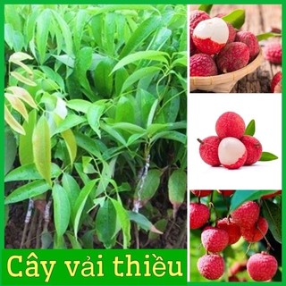 CÂY GIỐNG VẢI THIỀU THANH HÀ CHÍN SỚM(tặng kèm túi phân bón)