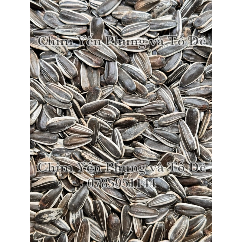 500g hạt hướng dương lớn giàu dinh dưỡng cho Vẹt, Sóc, Hamster..