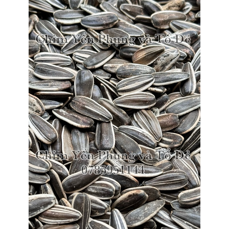 500g hạt hướng dương lớn giàu dinh dưỡng cho Vẹt, Sóc, Hamster..
