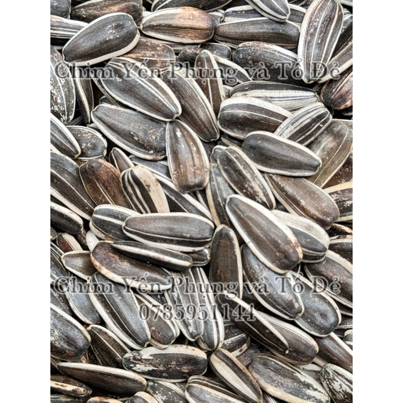 500g hạt hướng dương lớn giàu dinh dưỡng cho Vẹt, Sóc, Hamster..