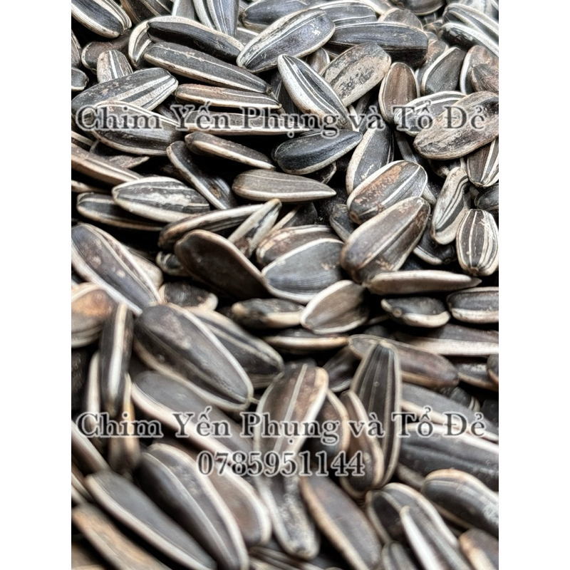 500g hạt hướng dương lớn giàu dinh dưỡng cho Vẹt, Sóc, Hamster..