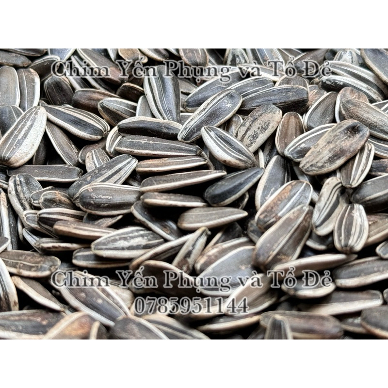 500g hạt hướng dương lớn giàu dinh dưỡng cho Vẹt, Sóc, Hamster..