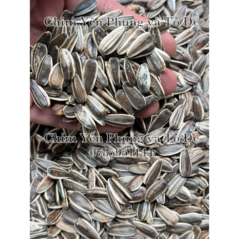 500g hạt hướng dương lớn giàu dinh dưỡng cho Vẹt, Sóc, Hamster..