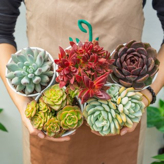 Combo 05 sen trung - Đủ chủng loại & màu sắc | Joy Garden